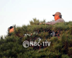 소나무를 전지하고 있는 국회의사당 정원사들